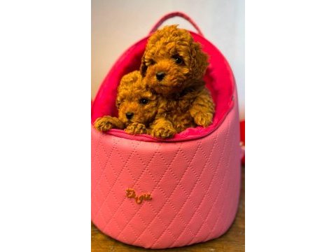 A kalite toy poodle yavrular