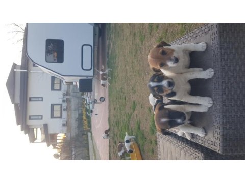 Fırlama jack russell terrier yavruları