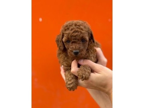Çıtır poodle kurabiyelerim yeni yuvasını arıyor