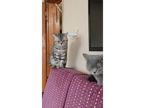 1,5 yaşında erkek silver tabby british shorthair