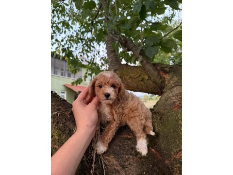 Babyface maltipoo yavrularımız