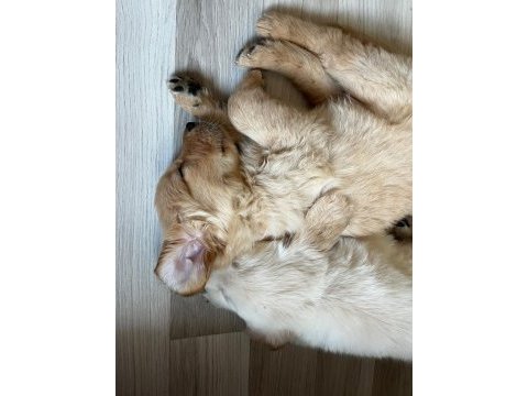 Dünya tatlısı golden retriever yavrularımız yuva arıyor