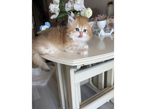 Golden ny12 dişi british longhair show kalite