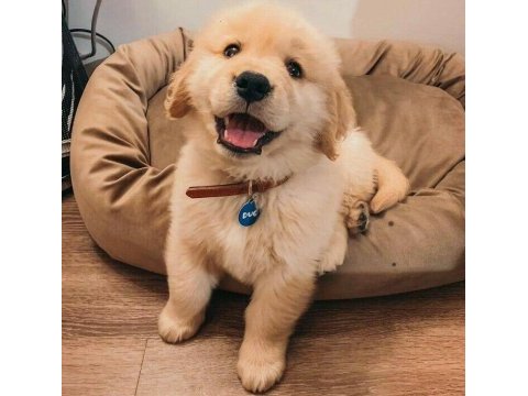 Golden retriever yavrular için ulaşabilirsiniz
