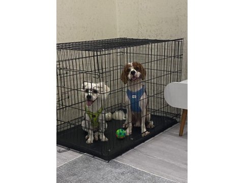 Arkadaş canlısı cavalier king charles