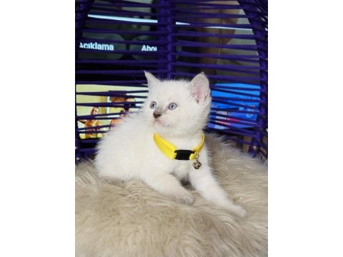 British shorthair bluepoint dişi erkek yavrular