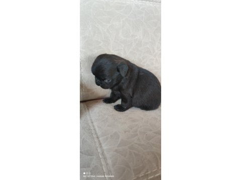 Kaliteli pug mops yavrular