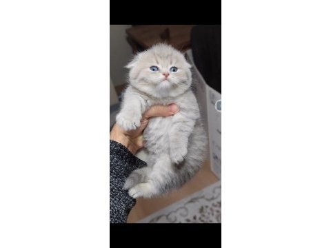 Scottish fold kedimiz