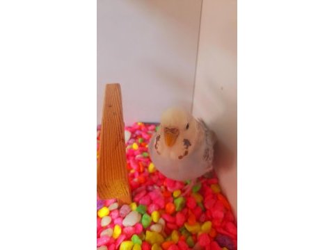 Güzel renk tam kızgın damızlık dişi sağlıklı kuşumuz