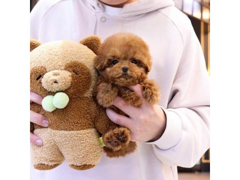 Kore toy poodle bebeklerim