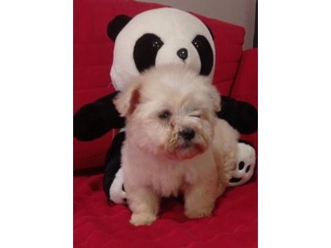 Erkek maltipoo yavrularımız