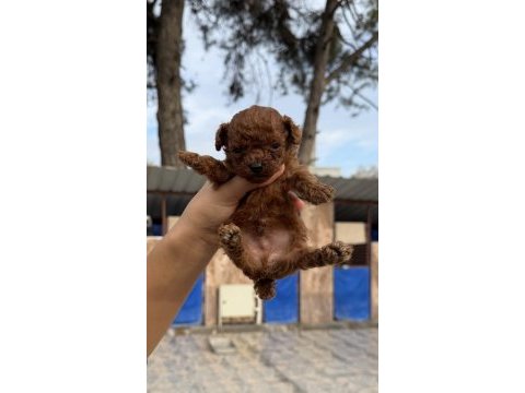 Sevimli kore popdle yavrularımız