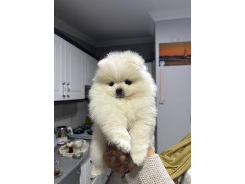 3 aylık ayı suratlı pomeranian
