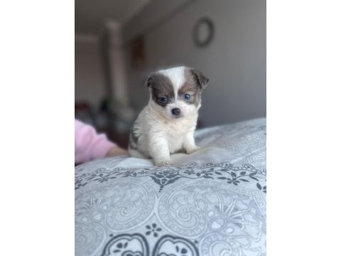 Mavi gözlü özel chihuahua istanbul