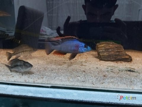 Üreticiden yaprak ciklet yavruları
