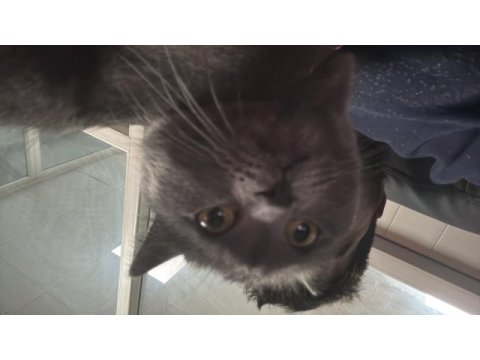 British shorthair 1 yaşında