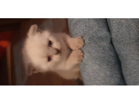 Scottish fold yavrular