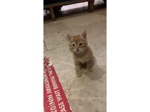 Sarman yavrumuza acil yuva