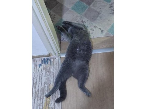 Yetişkin erkek kedimiz kısır değil