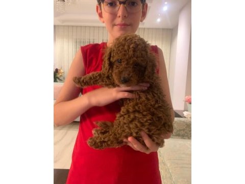 Oyuncu toy poodle