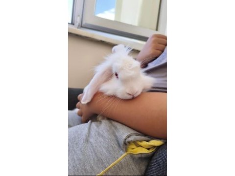 Lop tavşanı