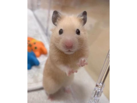 Hamster gonzales yavrularımız heryere gönderim