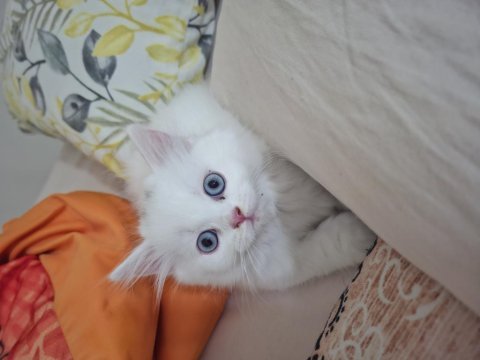 Akide şekerim kedim