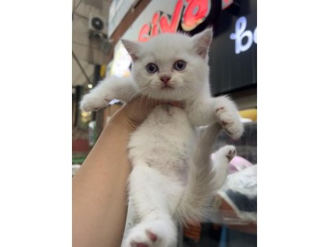 British shorthair golden point dişi erkek kardeşler