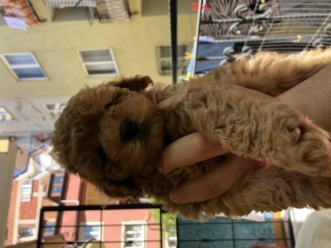 Red toy poodle ev bebeğidir