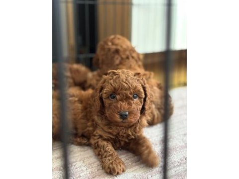 Son kalan poodle yavruları hemen teslim 40 günlükler