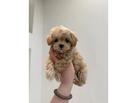 Kore teacup maltipoo yavrumuz