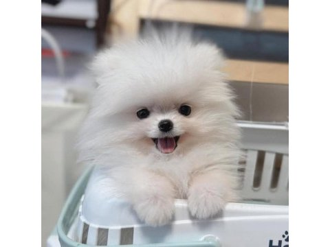 2 aylık moskova kökenli pomeranian boo yavruları