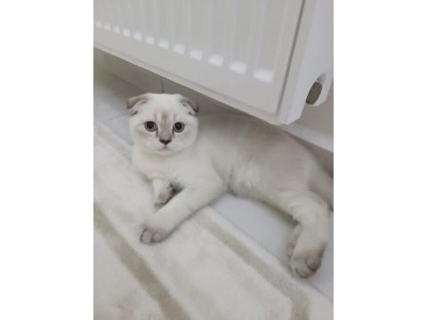 Scottish fold blue point