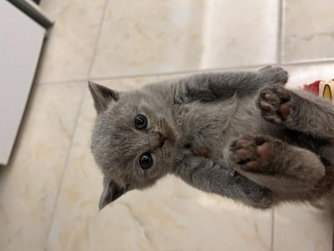 British shorthair yavru kedimiz