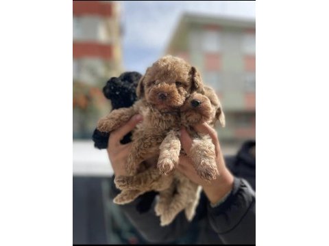 A kalite ırk sağlık garantili maltipoo yavrular
