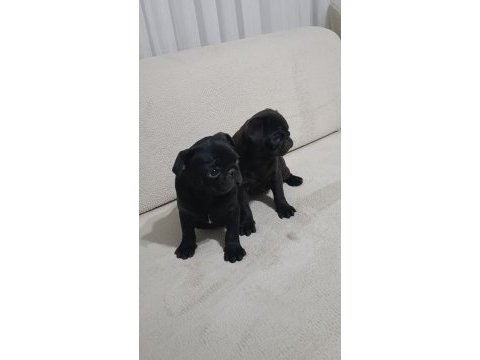 Siyah pug bebeklerim