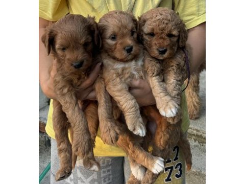 4 yavru maltipoo