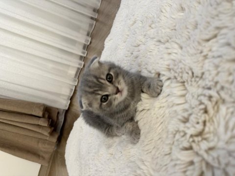 2 aylık yavru scottish fold erkek