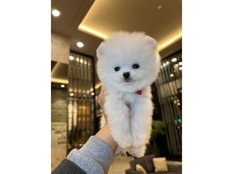 Kar beyaz pomeranian boo yavrusu