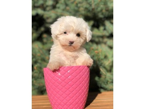 Safkan uygun maltipoo yavrular