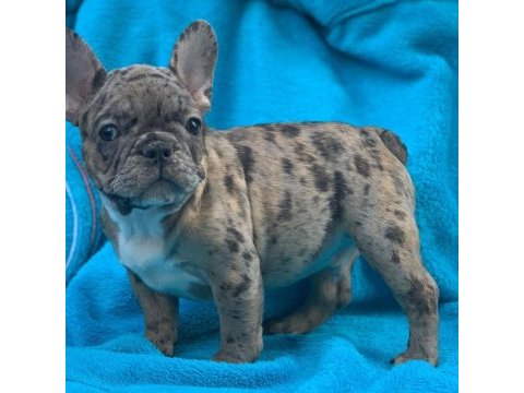 French bulldog yavruları