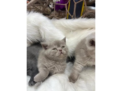 British shorthair yavrularımız yeni yuvasını arıyor