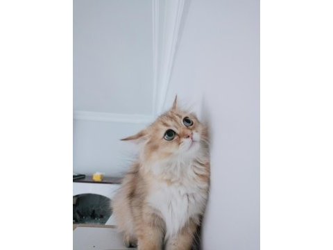 British longhair cok uyguna verilecek