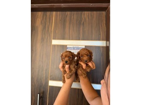 Kore red brown micro poodle bebekler