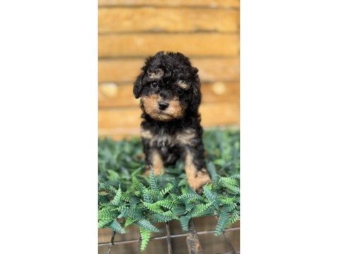 Özel renk phantom toy poodle yavrusu