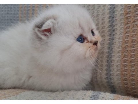 Golden british shorthair bebekler