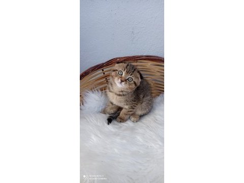 Safkan muhteşem huylu özel renk scottish fold yavrular