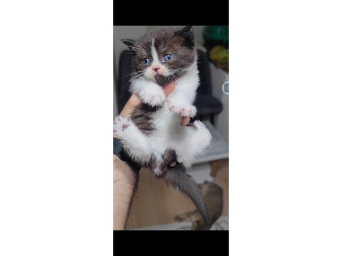 British shorthair kedisi