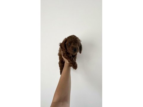 Toy poodle köpeğimiz