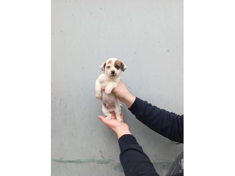 A kalite jack russell bebekler